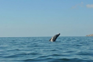  Avistamento de baleias 